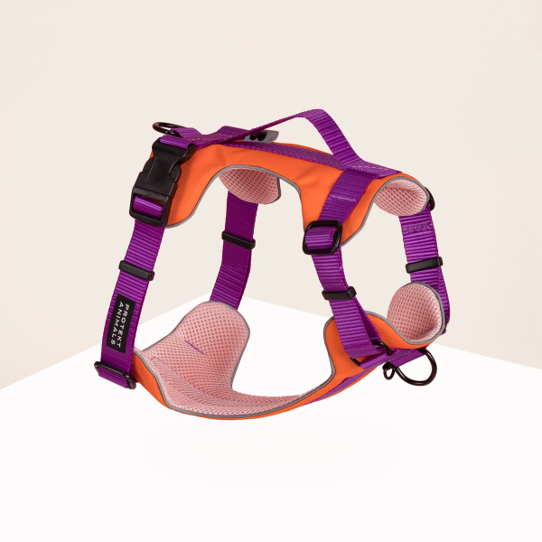 Szelki Soft |  Neon purple