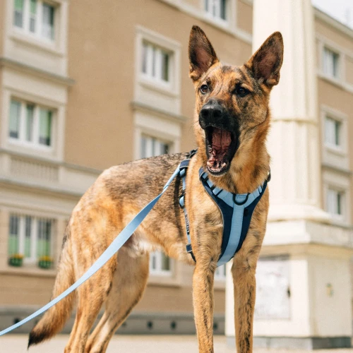 protekt_animals_plenershoot_0523-54_x.jpg