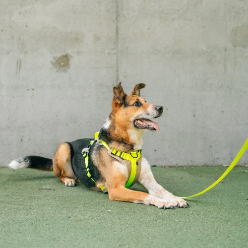protekt_animals_plenershoot_0523-194_x.jpg