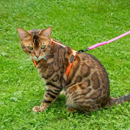 Szelki-dla-kota-na-spacerze-Protekt-Animals-09.jpg