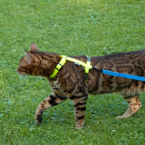 Szelki i regulowana smycz w jaskrawych kolorach dla kota - Protekt Animals