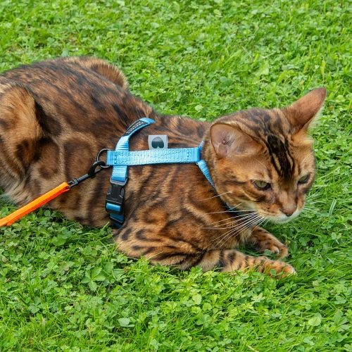 Szelki i regulowana smycz dla kota - Protekt Animals