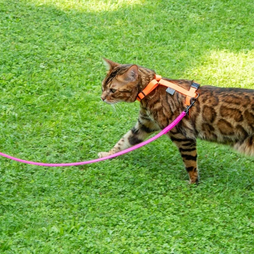 Szelki-dla-kota-Protekt-Animals-10.jpg