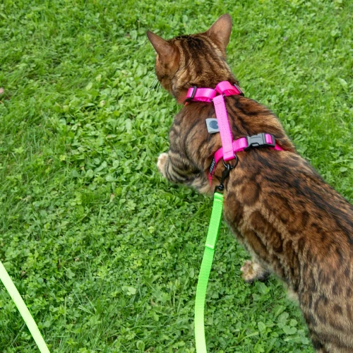 Regulowana mini smycz dla i kota w szelkach - Protekt Animals