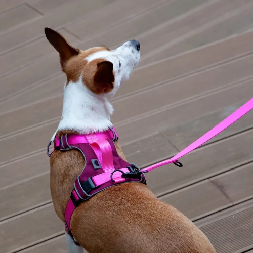 Bezuciskowe_szelki_Protekt_Animals_dla_psów_neon_pink.webp
