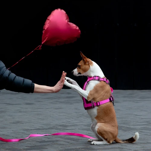 Love_szelki_bezuciskowe_dla_psa_róż_Protekt_Animals.webp