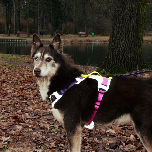 miekkie_bezuciskowe_szelki_z_poduszkami_dla_pupila_Protekt_animals.png