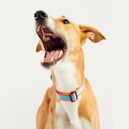 oddychająca_obroża_dla_psa_na_spacer_Protekt_animals.webp