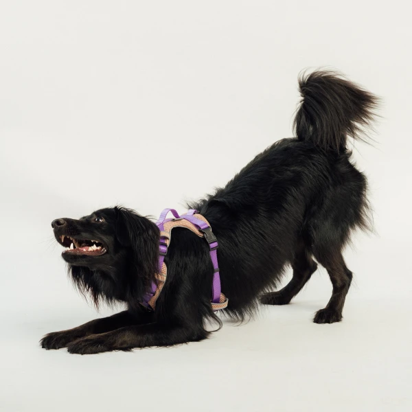 Szelki Soft Y Breath | Neon purple