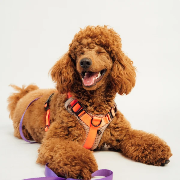 Szelki Soft Y Breath | Neon orange