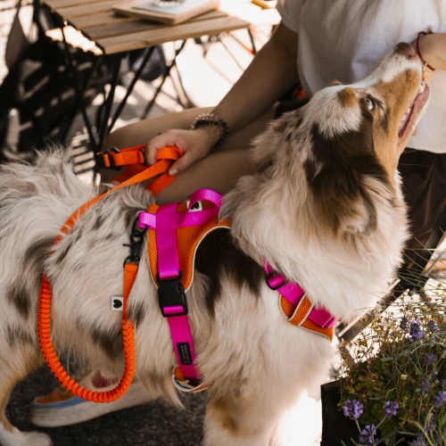 miekkie_bezuciskowe_szelki_z_poduszkami_dla_pupila_Protekt_animals.png