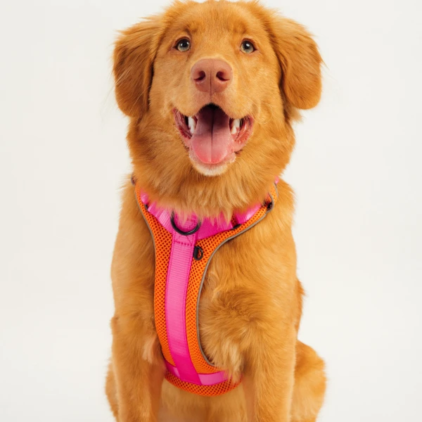 Szelki Soft Y Breath | Neon pink