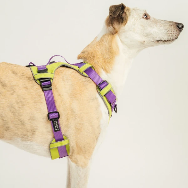 Szelki Soft Y Standard |  Neon purple