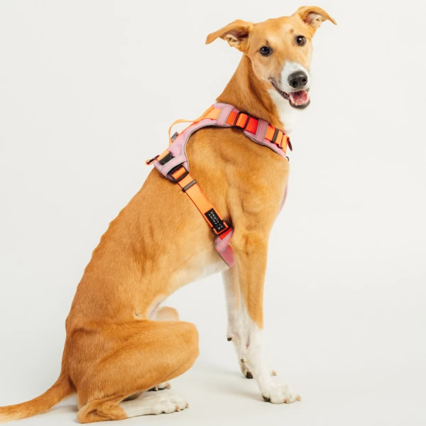 Szelki Soft Y Standard |  Neon orange