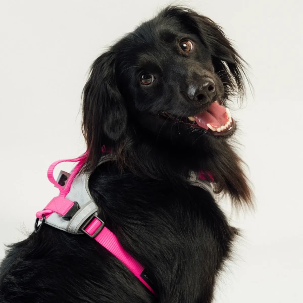 Szelki Soft Y Standard |  Neon pink