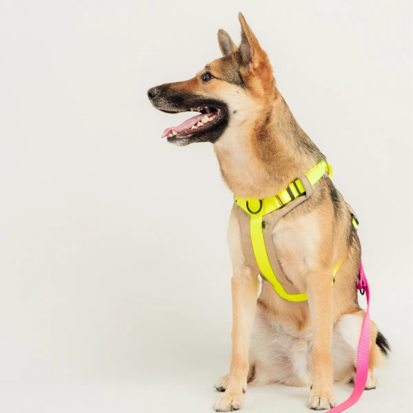 Szelki Soft Y Standard | Neon yellow