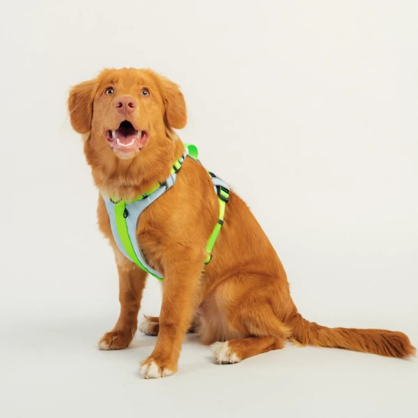 Szelki Soft Y Standard |  Neon green