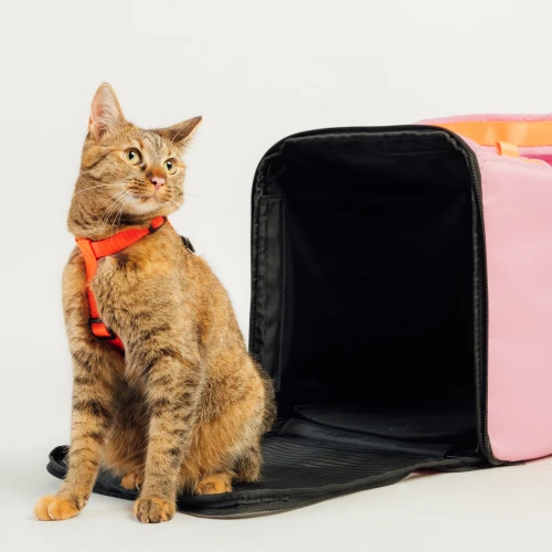 różowy_transporter_dla_kota_Protekt_animals.webp