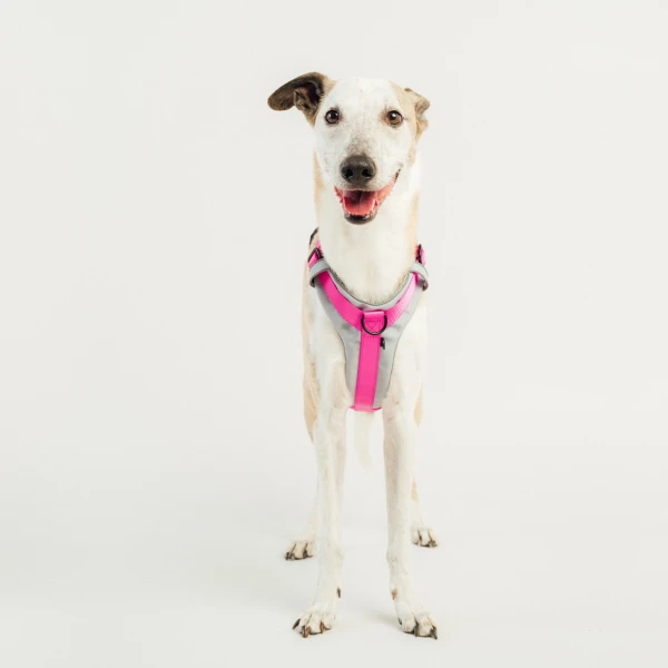 Szelki Soft Y Light |  Neon pink