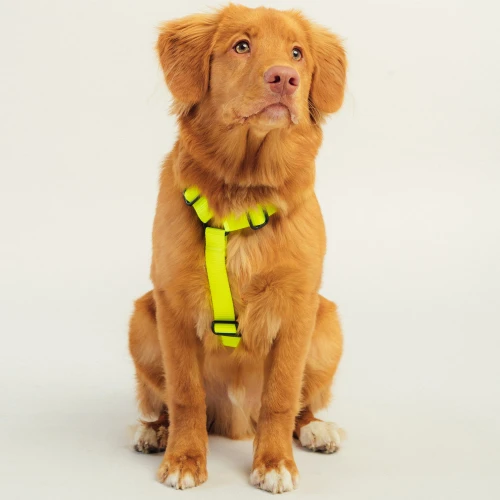 szelki typu guard | Neon yellow
