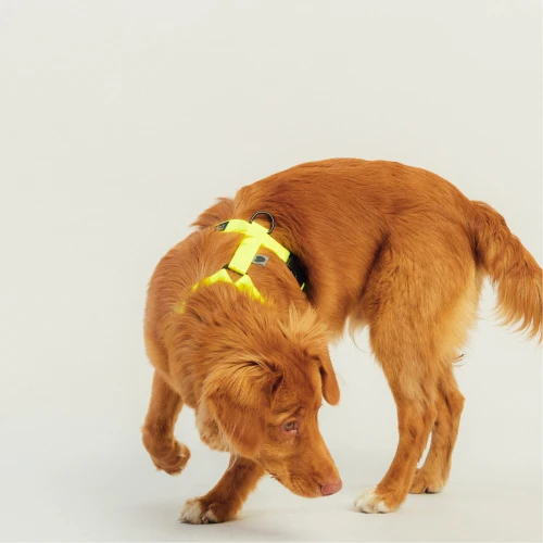szelki typu guard | Neon yellow
