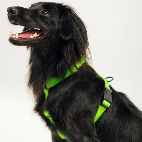 Szelki typu guard | Neon green