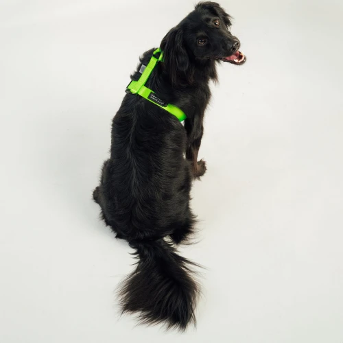Szelki typu guard | Neon green