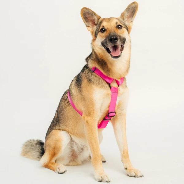 szelki typu guard | Neon pink