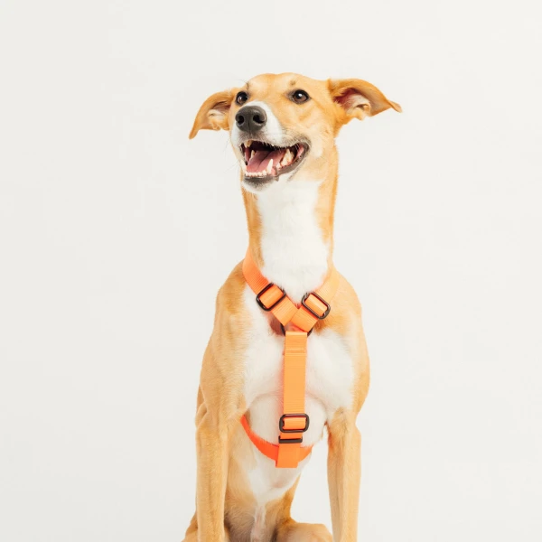szelki typu guard | Neon orange