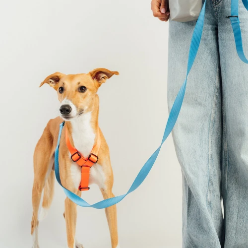 Whippet w pomarańczowych szelkach typu guard  | PROTEKT ANIMALS