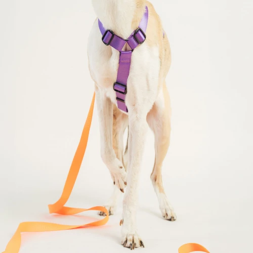 szelki typu guard | Neon purple