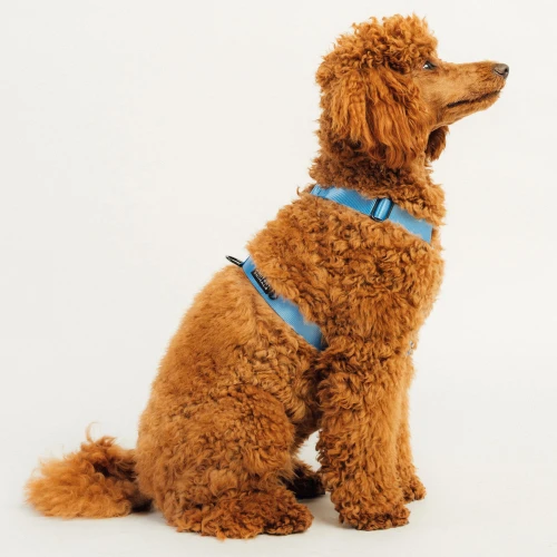 Szelki dla psa typu guard | Neon blue