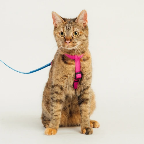 Szelki dla kota typu guard | Neon pink