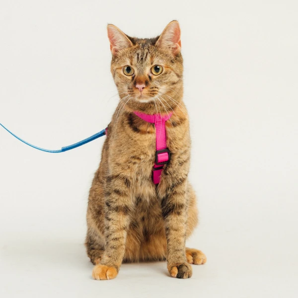 Szelki dla kota lub psa typu guard | Neon pink