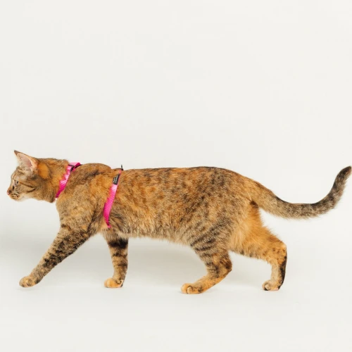 Szelki dla kota typu guard | Neon pink