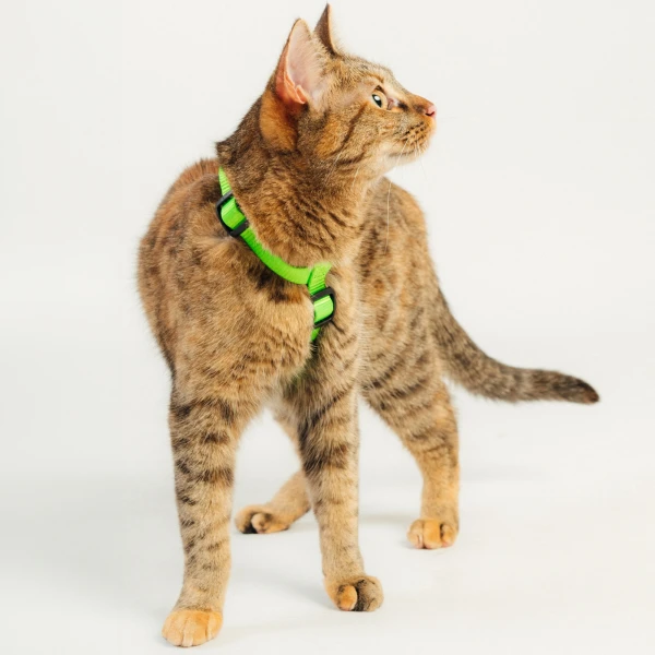 Szelki dla kota lub psa typu guard | Neon green