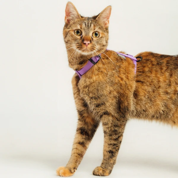 Szelki dla kota lub psa typu guard | Neon purple