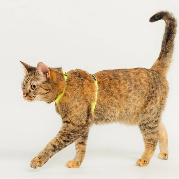 Szelki dla kota lub psa typu guard | Neon yellow