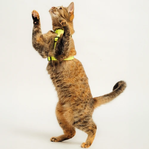 protekt_animals_ses260624-404 1.webp