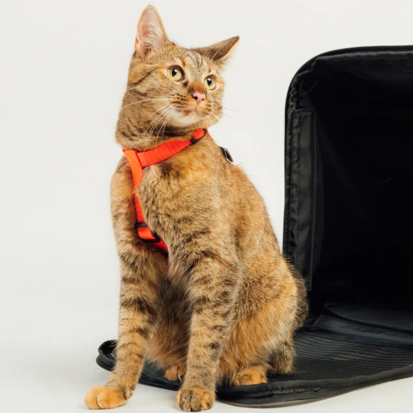 Szelki dla kota lub psa typu guard | Neon orange