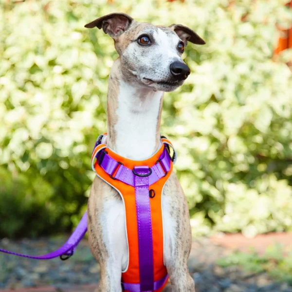 Szelki Soft Y Standard | Neon purple AUTUMN