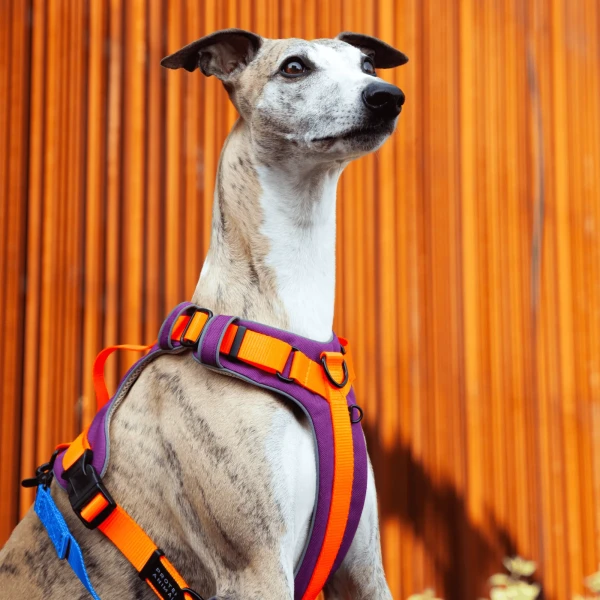 Szelki Soft Y Standard | Neon orange  AUTUMN