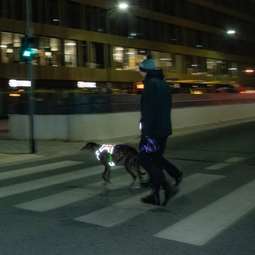 odblaskowe_szelki_flash_dla_psa.jpg