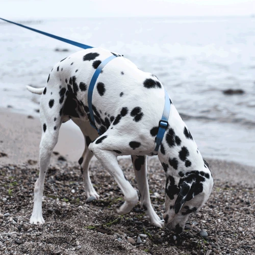 franek_błękit_mniejsze.jpg