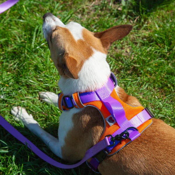 Szelki Soft Y Breath | Neon purple SUMMER