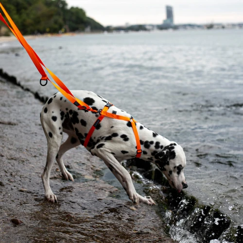 Pies na smyczy przepinanej Neron Orange od Protekt Animals