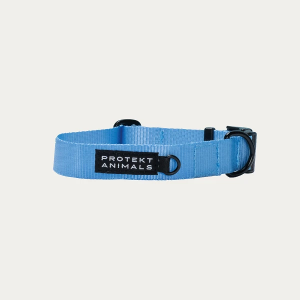 Obroża | Neon blue