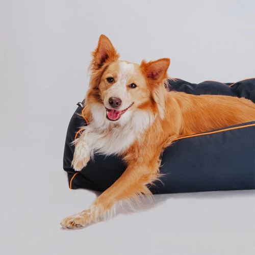 Legowisko dla psów rasy Border collie
