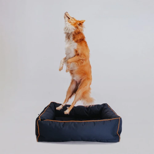 Wygodne legowisko dla Border collie
