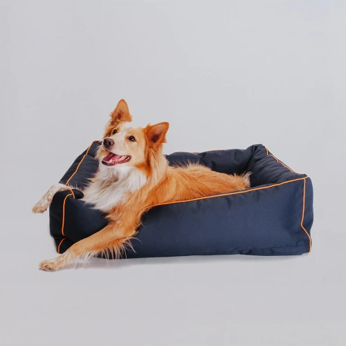 Border collie w granatowym legowisku dla psa